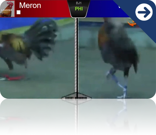 cockfighting gameplay